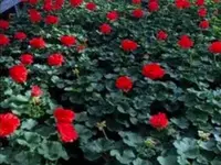 Blumen Hirt