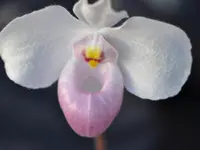 Zimmermann Flaach AG Blumen & Gartenbau