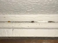 GROSS Pest Control GmbH