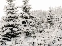 Christbaum selber schneiden