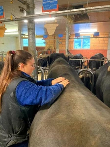 Soin ostéopathique pour une Vache d'Hérens