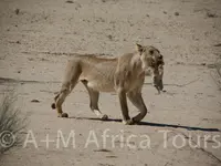 A + M Africa Tours GmbH