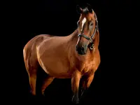 Fotostudio Nadine Strub
