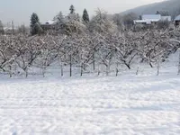Pfister Obstbaum- und Gartenpflege