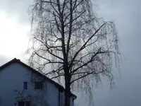 Plantflor - Klicken Sie, um das Bild 1 in einer Lightbox vergrössert darzustellen