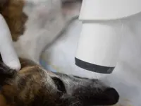 Kleintierpraxis Vivavet GmbH