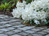 Wittwer Blumen Gartenbau AG