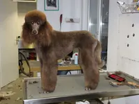 Hundesalon Dany