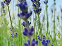 Aromathek