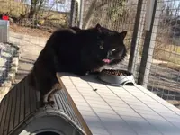 Hôtel pour chats 'Le Clozaley'