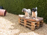 V.I.Pets Gossau