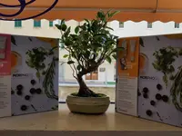 Il Giglio di Vale & Anto