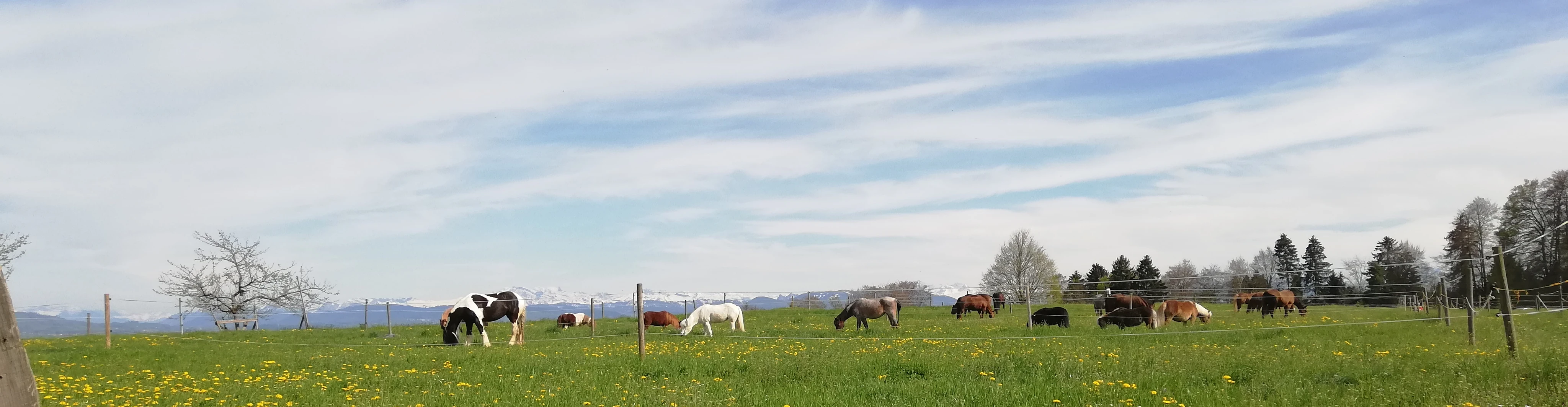 White Horse Ranch