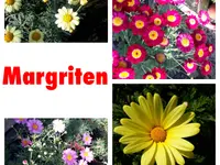 Gärtnerei Ziegler Samuel