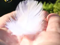 Amiguet Pompes Funèbres Sàrl