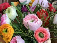 Fleurs d'Elfes
