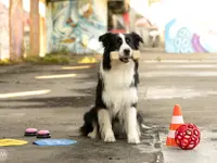 Lina, Hundert Prozent wau, Gesundheit, Training und Unterstützung für Hunde und ihre Menschen, Sandra Egli