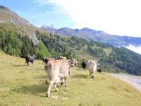 Ferme des Trontières Randogne