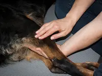 Tierphysio-Praxis Oberland GmbH