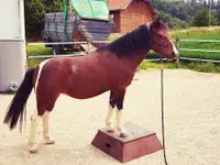 Le Crin d'Herbe -Equithérapie Enfants & Adolescents - Klicken Sie, um das Bild 3 in einer Lightbox vergrössert darzustellen