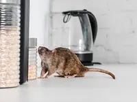 NOCIBILIS Désinfection Sàrl