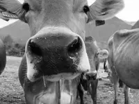 Azienda Agricola Ai Pianoi