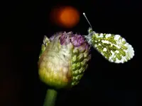 Geiser Gartenbau - Klicken Sie, um das Bild 10 in einer Lightbox vergrössert darzustellen