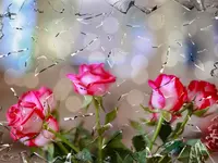 Design Flowers