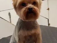 La Vigie Riviera Pet Grooming