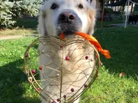 Nimalik Hundeschule & Hundepension