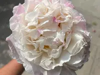 Côté Fleurs SA