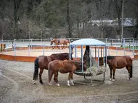 Reitsportzentrum St. Josefen AG - Klicken Sie, um das Bild 12 in einer Lightbox vergrössert darzustellen