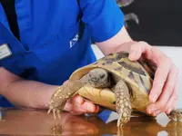 ENNETSeeKLINIK für Kleintiere - Klicken Sie, um das Bild 2 in einer Lightbox vergrössert darzustellen