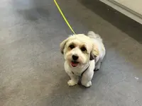 Hundesalon Isidora