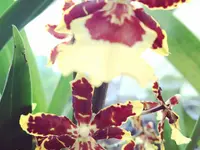 Blumen Bahnhof Carole Koch