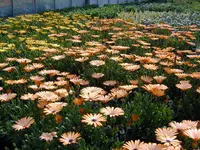 Blumenland Schweiz AG