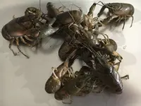 Fischerei Zollinger Greifensee