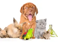 Ostéopathe animalier - Mélissa CHAVANNE (Cheval | Chien | Chat | Nac)