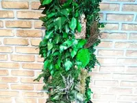 Vegetal Trend Sàrl