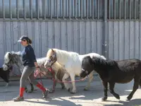 Manège et Poney Club de Presinge - Klicken Sie, um das Bild 8 in einer Lightbox vergrössert darzustellen