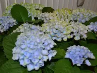 Blumen Art