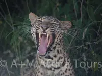 A + M Africa Tours GmbH