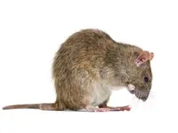 NOCIBILIS Désinfection Sàrl