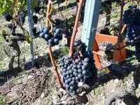 Cave du Cholèk Sàrl