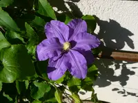 Maurer Gartenbau Inh. Peter Jenni