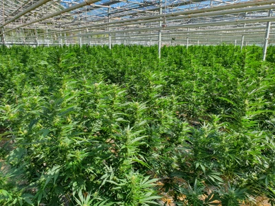 CBD Blüten wachsen in bester Treibhaus-Qualität in der Schweiz und werden mit Sorgfalt von Hand geerntet und weiterverarbeitet.