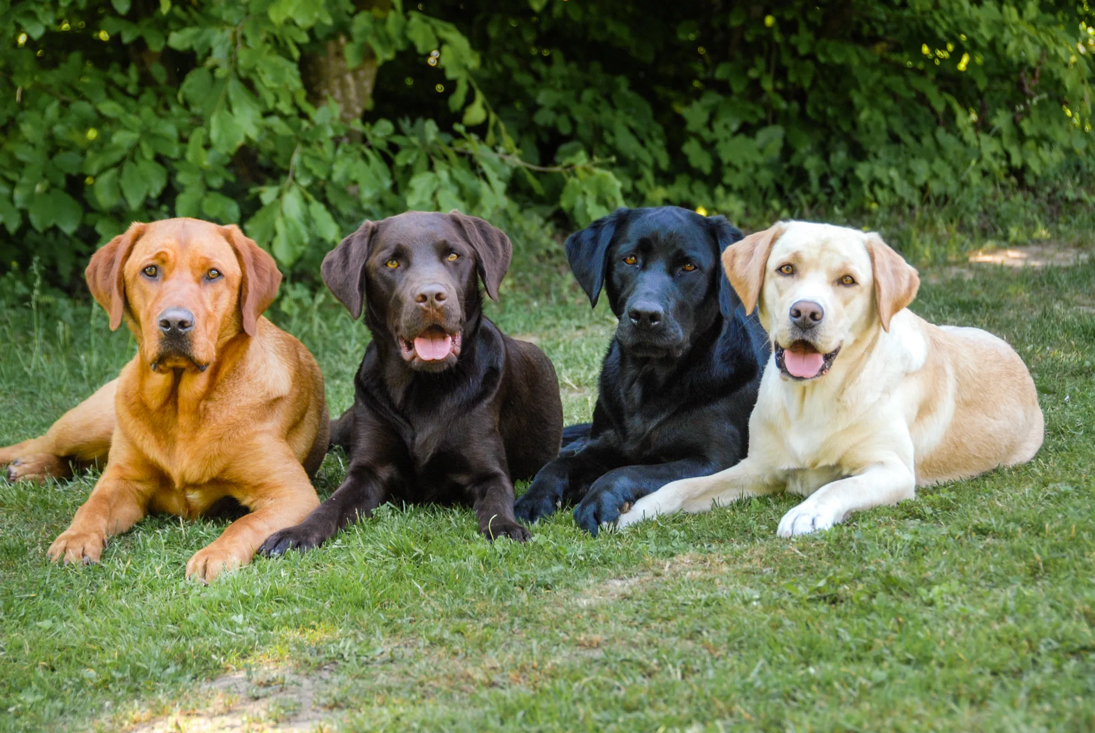 Stiftung Schweizerische Schule für Blindenführhunde