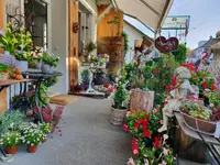 Blumen und Pflanzen