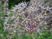 Gartenbau Hölzli AG