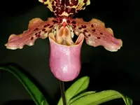 Orchidable di Andrea Martina - Klicken Sie, um das Bild 16 in einer Lightbox vergrössert darzustellen